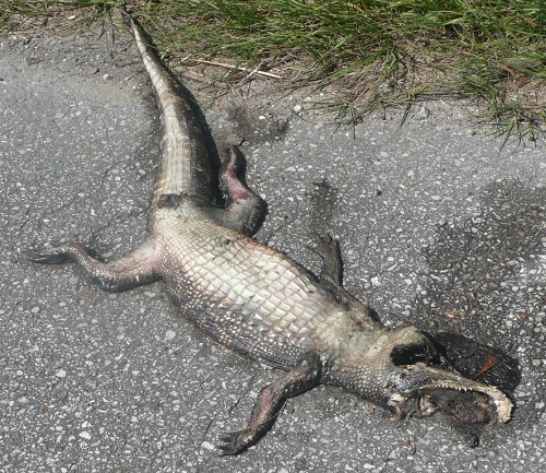 Gators are common road kill sights in this part of Louisana.