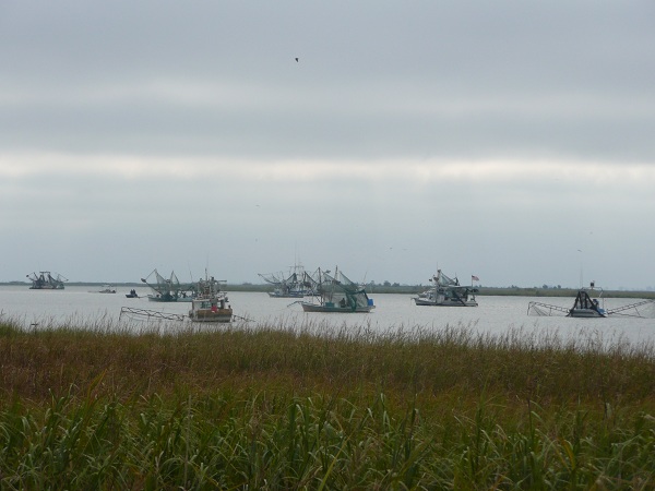 Shrimp boat fleet preparing to head out into the Gulf.