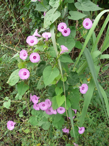 Just can't resist taking a picture of beautiful wildflowers I find along the  road.